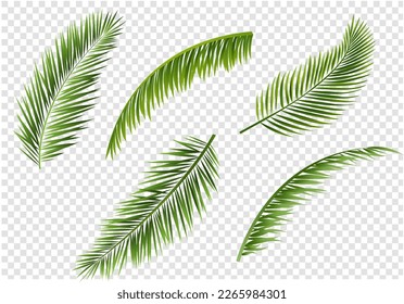 Palm Tree branches Set Isolated Transparent Background With Gradient Mesh, Vector Illustration