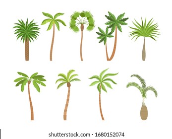 Palmera. Plantas exóticas brasileñas con ilustraciones de dibujos animados de los vectores de coco