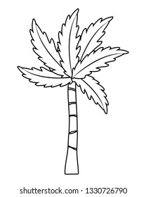 palm tree cartoon