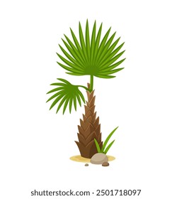 Palm tree, cartoon jungle forest or tropical plant, vector summer park icon. Palm tree with green leaves of coconut, banana or date fruits, tropical island Hawaii or exotic forest park plant