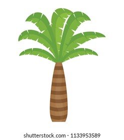 
palm tree, coconut tree, date tree, tropical tree, nature
