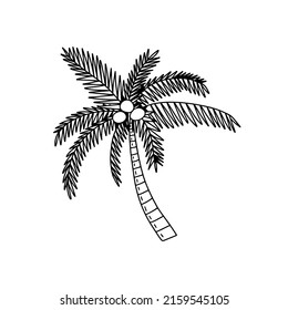 Palm tree with coconut doodle illustration. Vector hand drawn coconut palm tree