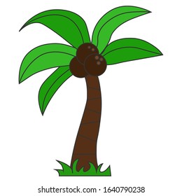 Palm tree with coconut isolated on a white background. Vector illustration.