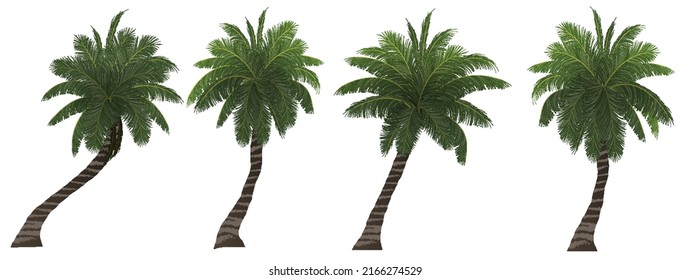 palm tree, coconut tree isolated on white background,vector illustration