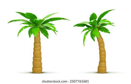 Palm tree with coconut. Realistic 3d vector illustration set of exotic tropical plant with green leaves. Jungle woods in different angles of view for summer sea and ocean beach vacation concept.