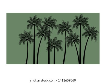 palm tree with coconut in white background