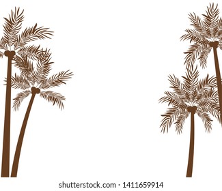 palm tree with coconut in white background