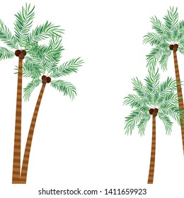 palm tree with coconut in white background