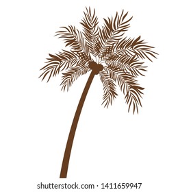 palm tree with coconut in white background