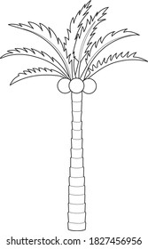 Palmera con coco de fondo blanco.