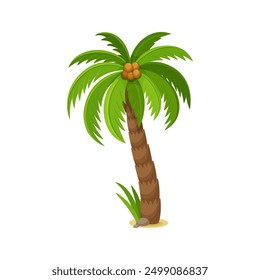 Palm tree with coconuts, cartoon jungle leaf plant for summer beach, vector icon. Tropical coco tree or coconut palm with green leaves and nuts for Hawaii vacation or exotic island jungle forest