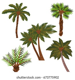 Palm tree with coconuts of different shapes vector set isolated on white background.