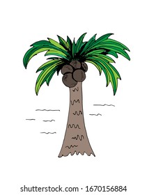 Palmenbaum mit Kokosnüssen, handgezeichnet Symbol, schwarze Linien auf weißem Hintergrund. Farbige Palme. Vektorillustration einzeln.