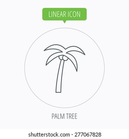 Palm tree with coconuts icon. Travel or vacation symbol. Nature environment sign. Linear outline circle button. Vector