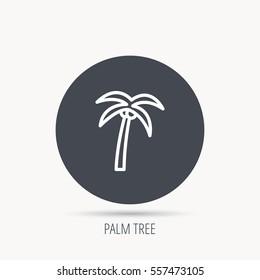Palm tree with coconuts icon. Travel or vacation symbol. Nature environment sign. Round web button with flat icon. Vector