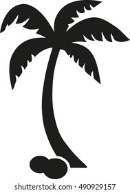 Palm tree with coconuts lying on the ground