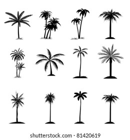 Palm tree collection flat icon. Isolated on white, vector
