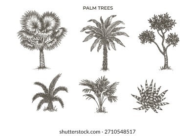 Colección de palmeras Ilustración vectorial de grabado Toile de Jouy. Conjunto de plantas tropicales. Plantas exóticas, negro sobre Vector blanco Arte de Clip. Para embalaje, decoración, logotipo, emblema. Pintado a mano.