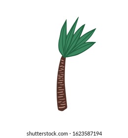 Palm tree in doodle style isolated on white background. Hand drawn exotic rainforest tree. Tropical vector illustration