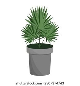 Palm tree in a flower pot, isolated on a white background.Vector illustration of an exotic plant.