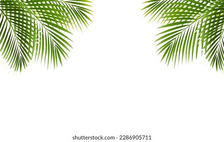 Palm Tree Frame Isolated White Background

