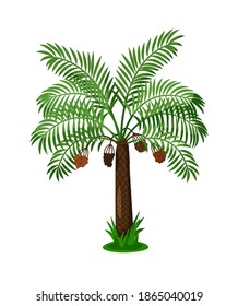 Palm tree with fruit under green foliage on white background