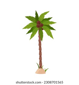 Palm tree with green leaves and coconuts on a white background. 