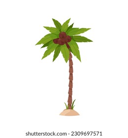 Palm tree with green leaves and coconuts on a white background.