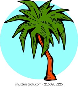 Palm tree with green leaves. Exotic tropical jungle hot summer holiday, Travel outdoor to south in nature forest to spa relax. Hand drawn retro vintage vector illustration. Old style cartoon drawing.