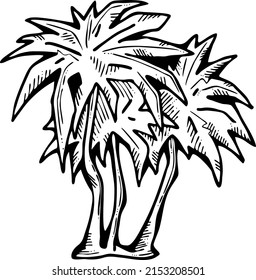 Palm tree with green leaves. Exotic tropical jungle hot summer holiday, Travel outdoor to south in nature forest to spa relax. Hand drawn retro vintage vector illustration. Old style cartoon drawing.