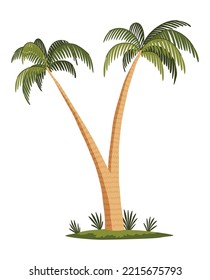 Palm tree with green leaves top and trunk. Exotic fruitful tree. Vector nature flora isolated on white background