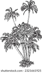 Palm tree group trees palms black and white pen and ink line drawing hand drawn sketch etching art tropical island vacation illustration vector