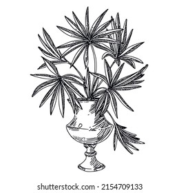 Palmera creciendo en una olla. Esbozo. Estilo de grabado. Ilustración vectorial.
