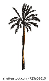 Palm tree hand drawn icon isolated on white background vector illustration. Eastern ethnic culture element, traditional symbol.