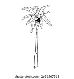Palm tree Hand Drawn Ink silhouette. Summer Beach Palm Trees Exotic Paradise Vector Illustration.