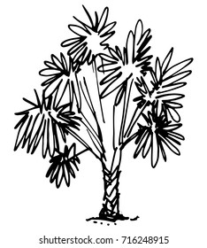 palm tree hand drawn isolated on white background. pen sketch, vector illustration