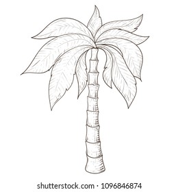 Palm tree. Hand drawn sketch. Vector illustration isolated on white background