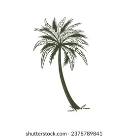 Palm tree hand drawn in sketch style. Illustration for advertising summer travel. Isolated on white background. Vector.