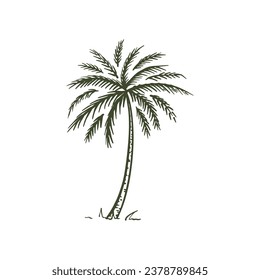 Mano de árbol de palma dibujada al estilo de boceto. Ilustración para publicidad de viajes de verano. Aislado sobre fondo blanco. Vector.