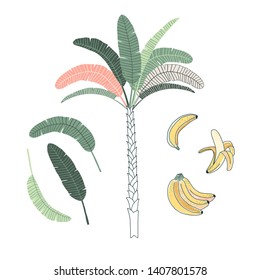 Palm tree hand drawn vector illustrations set. Tropic forest. Isolated tropical plant. Botanical hawaii nature. Flora, bananas and leaves. Tree stem. Jungle wood poster, t shirt print design