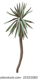 Palm tree hand drawn vector illustration