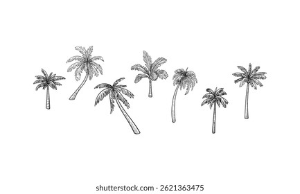 palm tree handdrawn engraving doodle collection