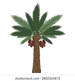 Palm tree with hanging dates stands tall against a clean white background. Its fronds spread wide, textured and green. Dates cluster near the trunk in rich brown hues