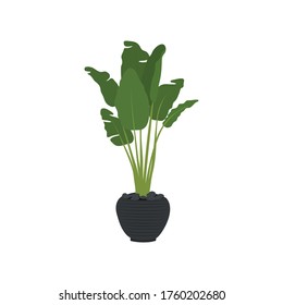 Palm tree house plant in pot tropical vector illustration