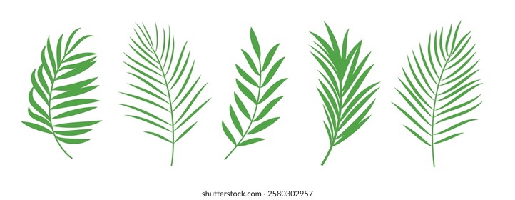 Palm tree icon clipart set. Green palm and coconut leaf clip art collection tropical summer symbol in white background vector illustration.