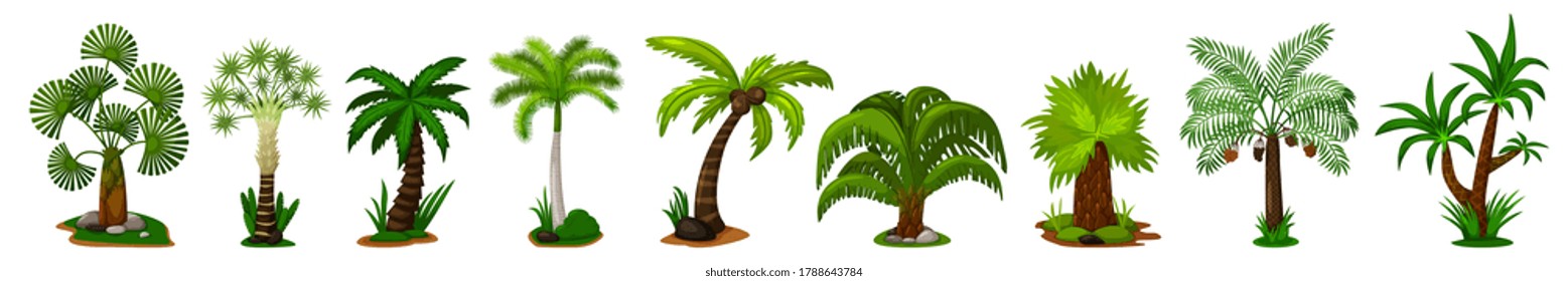 Palm tree icon set. Isolated coconut palm tree plant with leaves icon collection. Vector decorative green tropical, jungle flora and summer nature illustration