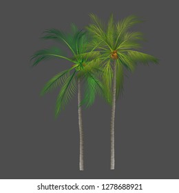 palm tree icons on background, coconut tree icon for vacation apps and websites. Palm Tree Illustration. realistic trees. vector.