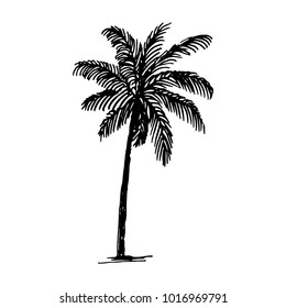 Palm tree illustration