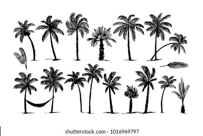 Palm tree illustration