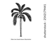 Palm tree illustration. Palm tree hand drawn illustration in vintage style. Palm tree drawing